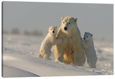 Polar Bears Cubs II Canvas Art Print - Miguel Lasa