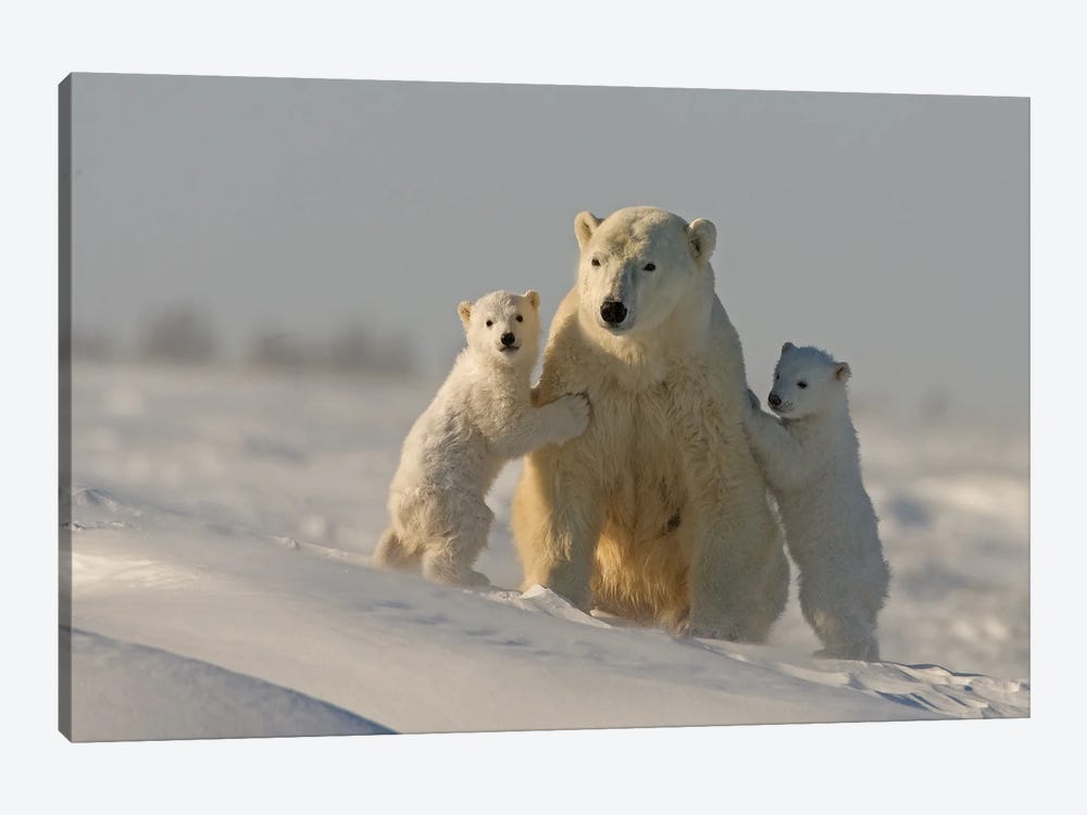 Polar Bears Cubs II by Miguel Lasa 1-piece Canvas Print
