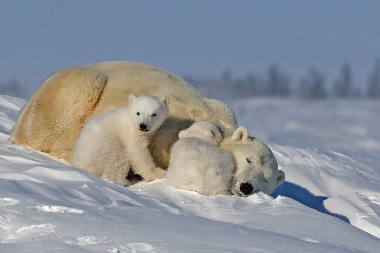 Polar Bears Cubs III