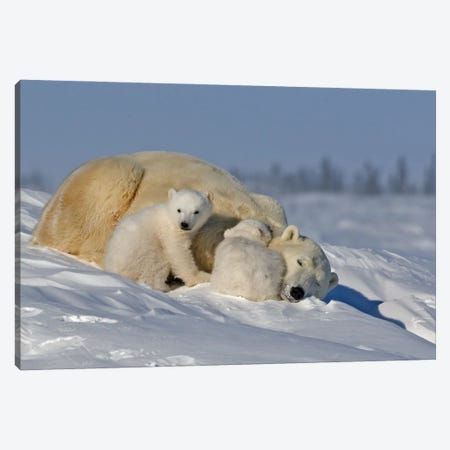 Polar Bears Cubs III Canvas Print #MIU21} by Miguel Lasa Canvas Print
