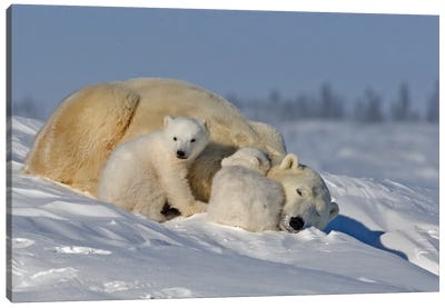 Polar Bears Cubs III Canvas Art Print - Miguel Lasa