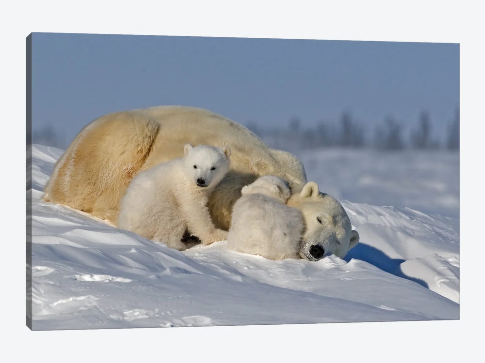 Polar Bears Cubs III by Miguel Lasa 1-piece Canvas Artwork