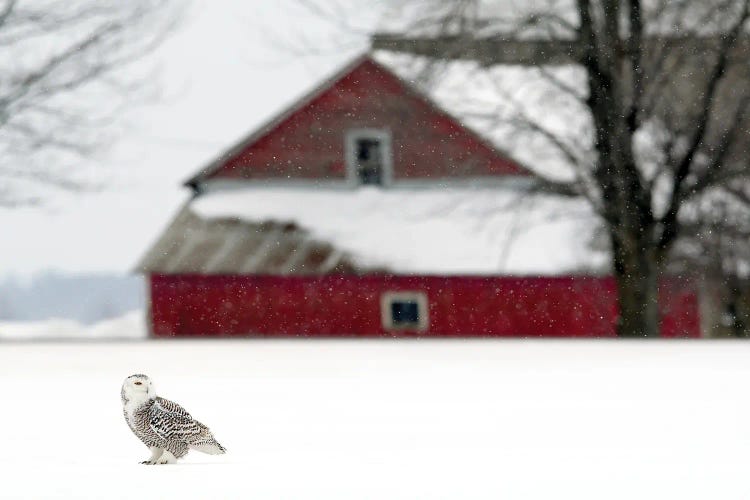 Snowy Canada XXXIV