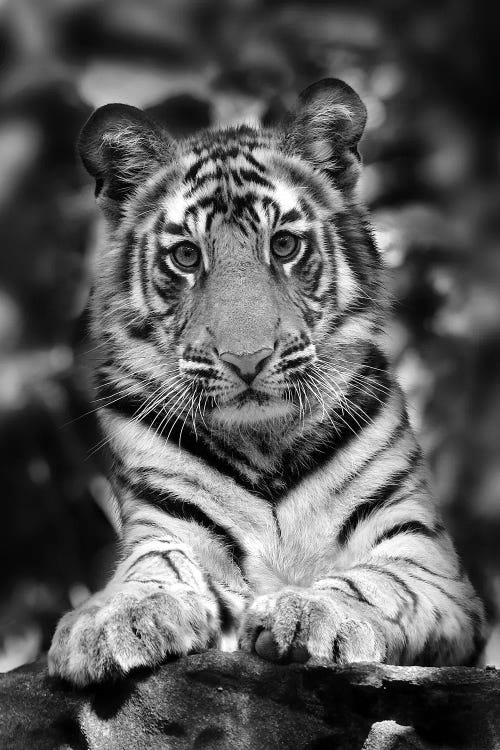 Tiger Black And White India I