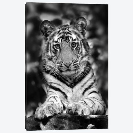 Tiger Black And White India I Canvas Print #MIU224} by Miguel Lasa Canvas Wall Art