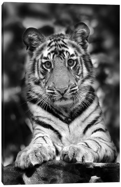 Tiger Black And White India I Canvas Art Print - Miguel Lasa