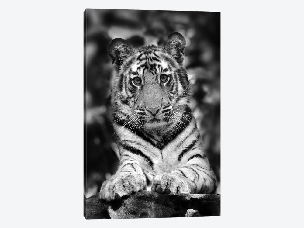 Tiger Black And White India I by Miguel Lasa 1-piece Canvas Wall Art