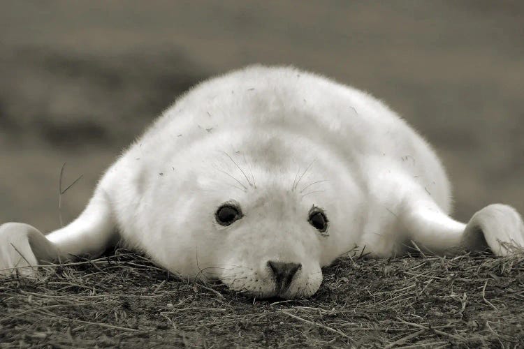 Seal Black And White Uk