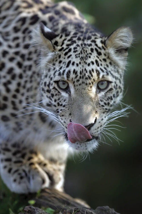 Leopard I