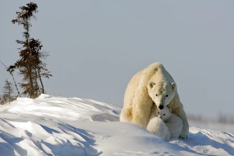 Polar Bears Cubs IV