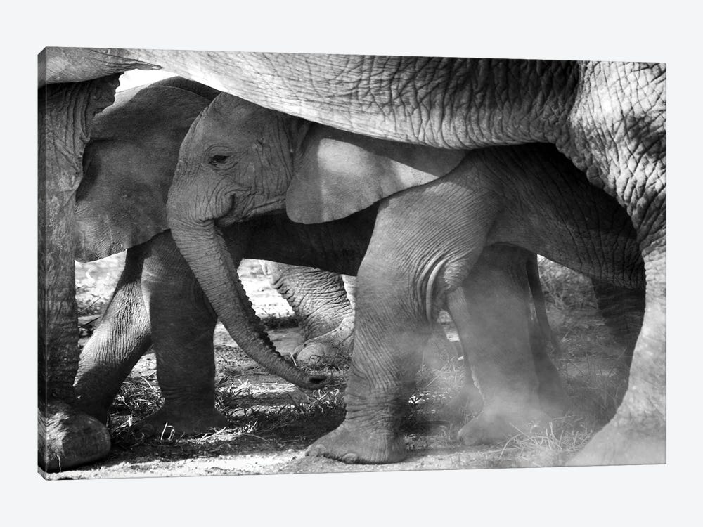 Elephant Tanzania by Miguel Lasa 1-piece Canvas Wall Art