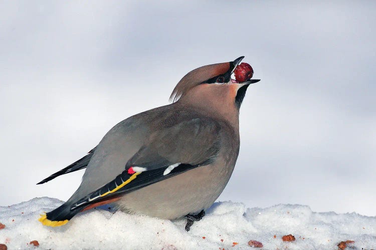 Waxwing