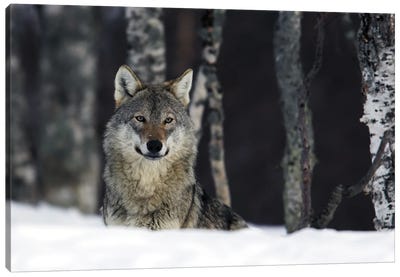 Wolf Norway I Canvas Art Print - Miguel Lasa