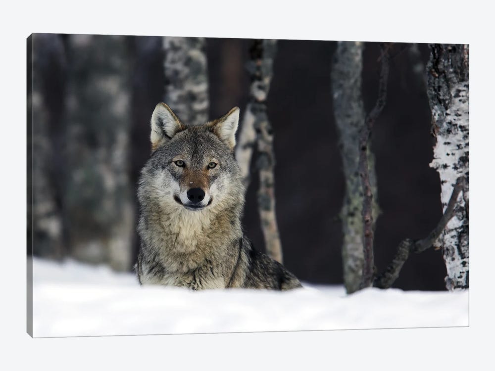 Wolf Norway I by Miguel Lasa 1-piece Art Print