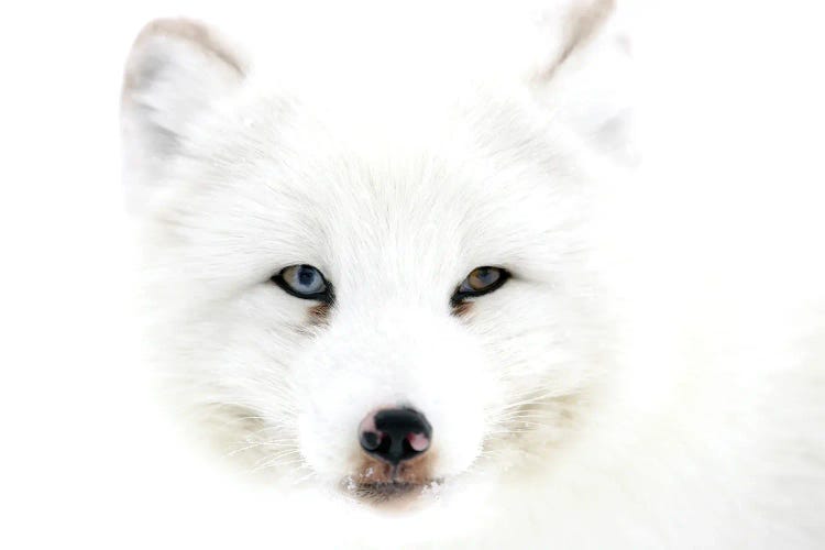 Artic Fox Norway