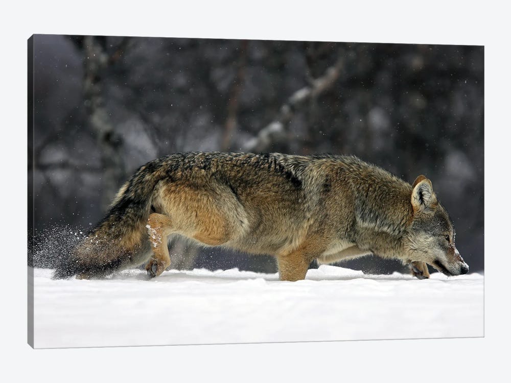 Wolf Norway II by Miguel Lasa 1-piece Canvas Art Print