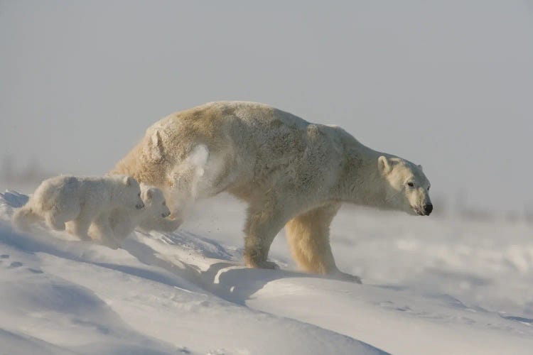 Polar Bears Cubs V