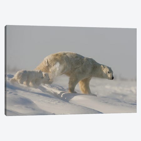 Polar Bears Cubs V Canvas Print #MIU23} by Miguel Lasa Canvas Print