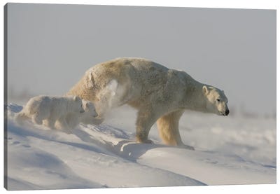 Polar Bears Cubs V Canvas Art Print - Miguel Lasa