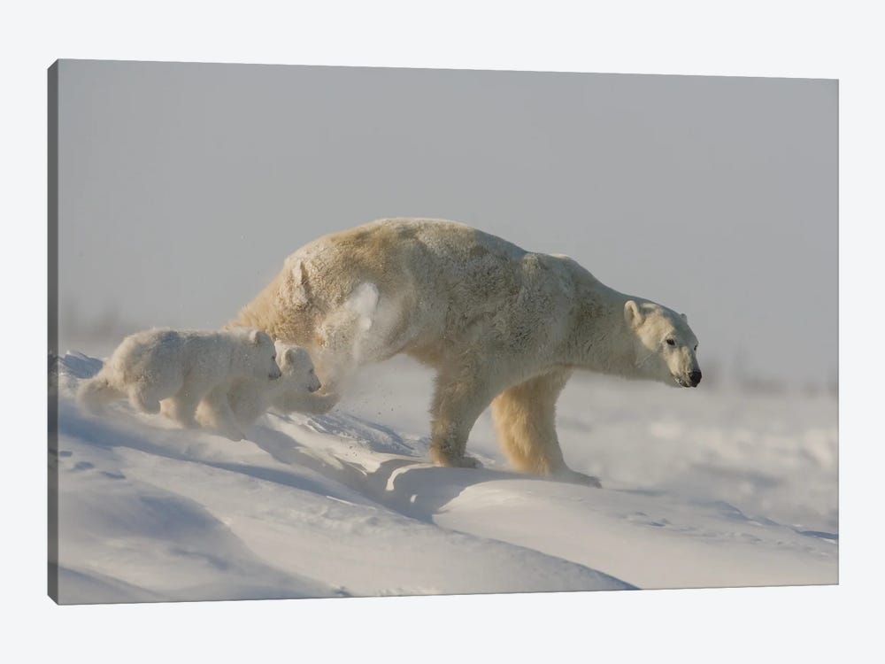 Polar Bears Cubs V by Miguel Lasa 1-piece Canvas Art