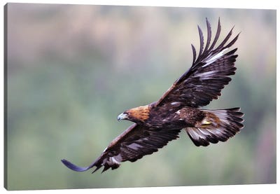 Eagle Scotland II Canvas Art Print - Miguel Lasa