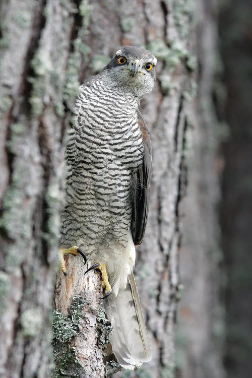 Goshawk Scotland