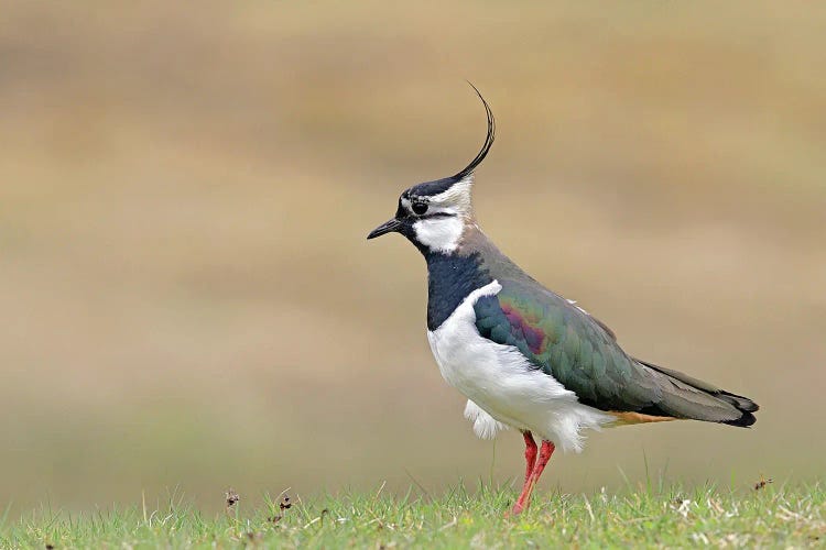 Lapwing Scotland