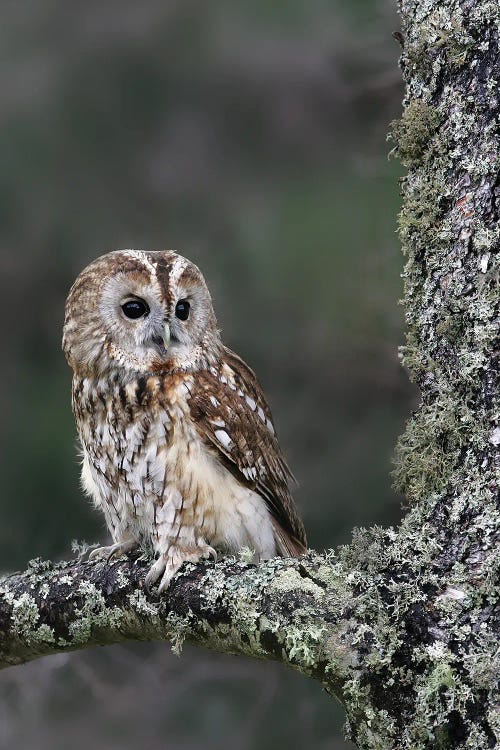 Owl Scotland