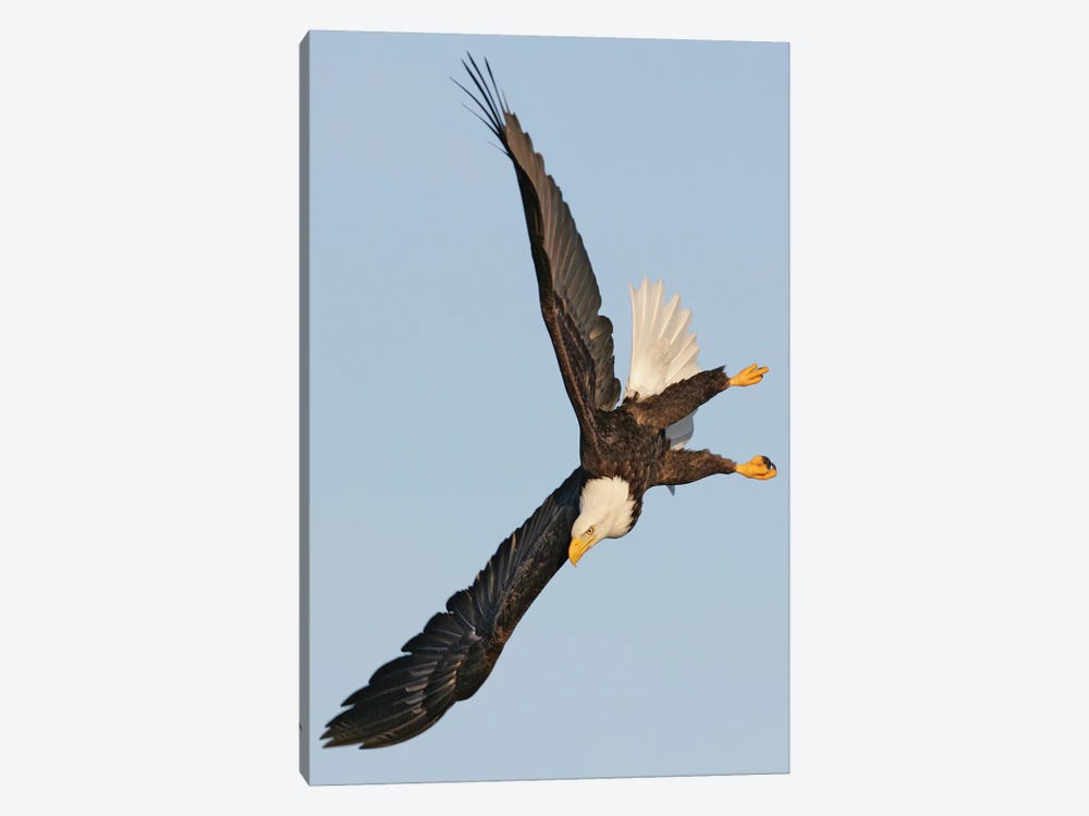 Eagle Alaska VI by Miguel Lasa 1-piece Art Print
