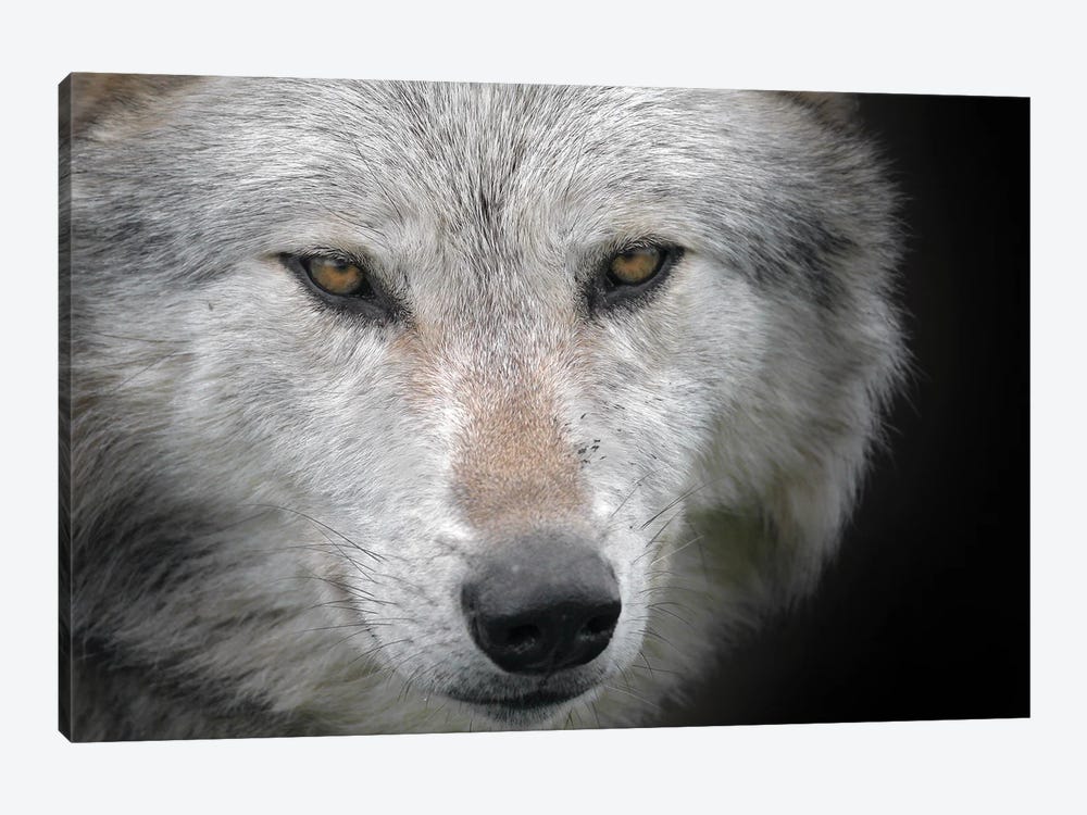 Wolf Scotland by Miguel Lasa 1-piece Art Print