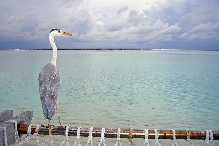 Heron Maldives