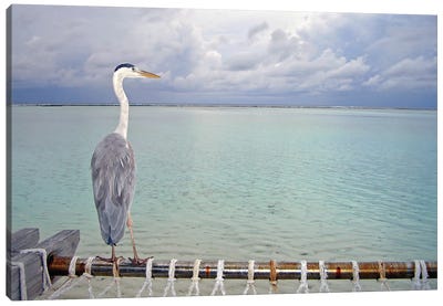Heron Maldives Canvas Art Print - Heron Art