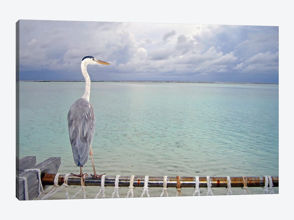 Heron Maldives by Miguel Lasa 1-piece Canvas Print