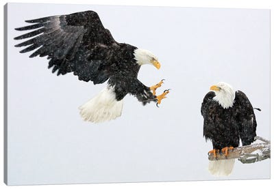 Eagle Alaska VII Canvas Art Print - Miguel Lasa