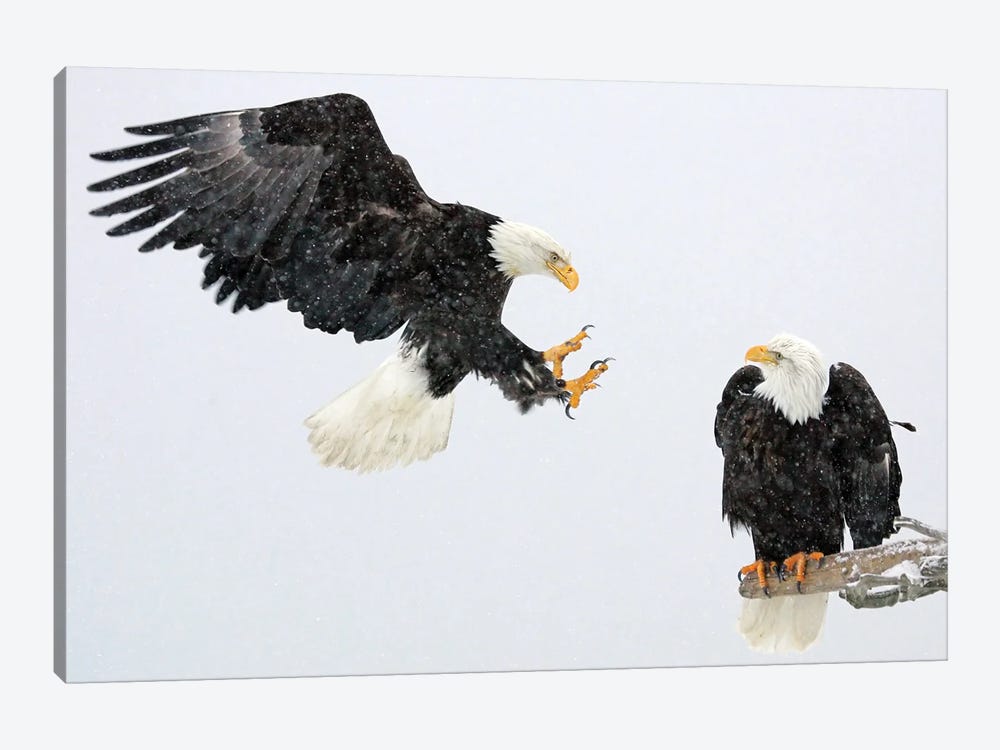 Eagle Alaska VII by Miguel Lasa 1-piece Canvas Art