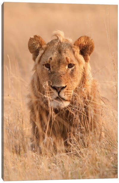 Lion SA II Canvas Art Print - Monochromatic Photography