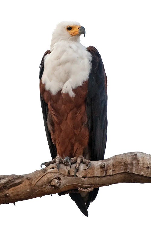 Fish Eagle SA