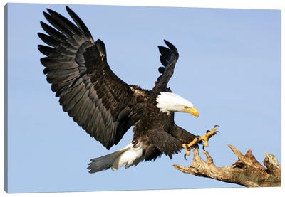 Eagle Alaska VIII Canvas Art Print - Eagle Art