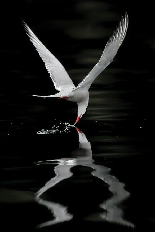 Tern Norway