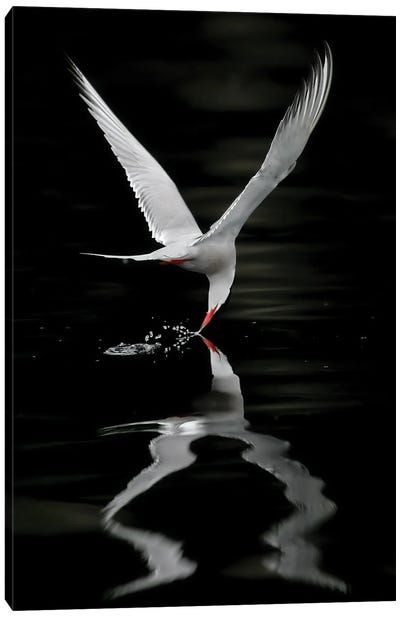 Tern Norway Canvas Art Print - Tern Art