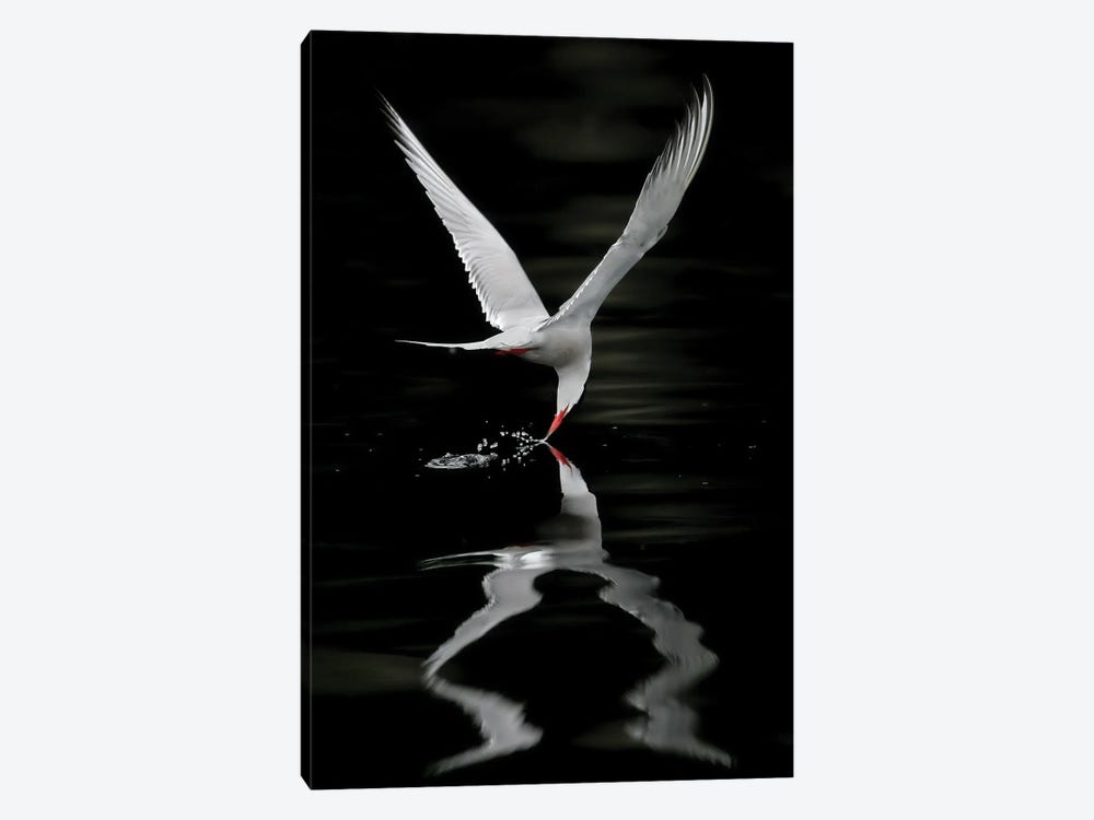 Tern Norway by Miguel Lasa 1-piece Canvas Artwork
