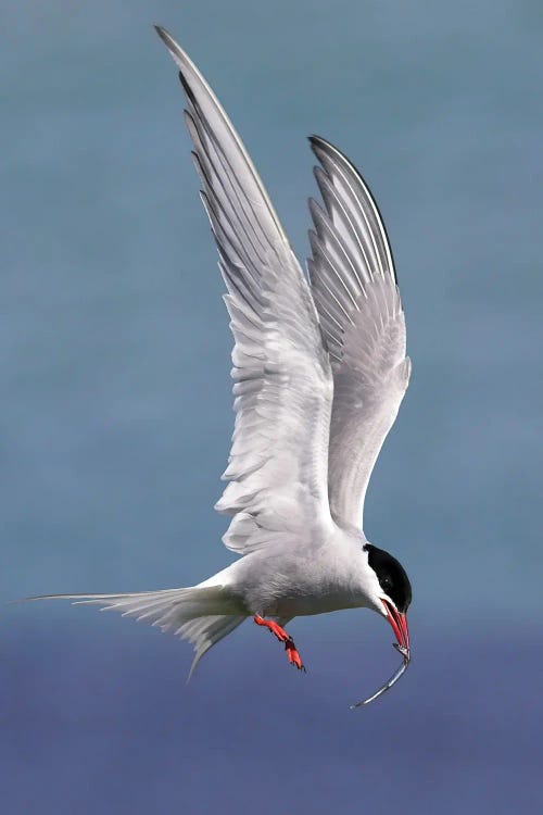 Artic Tern