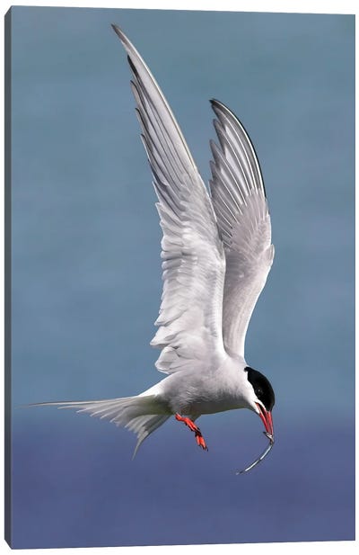 Artic Tern Canvas Art Print - Tern Art