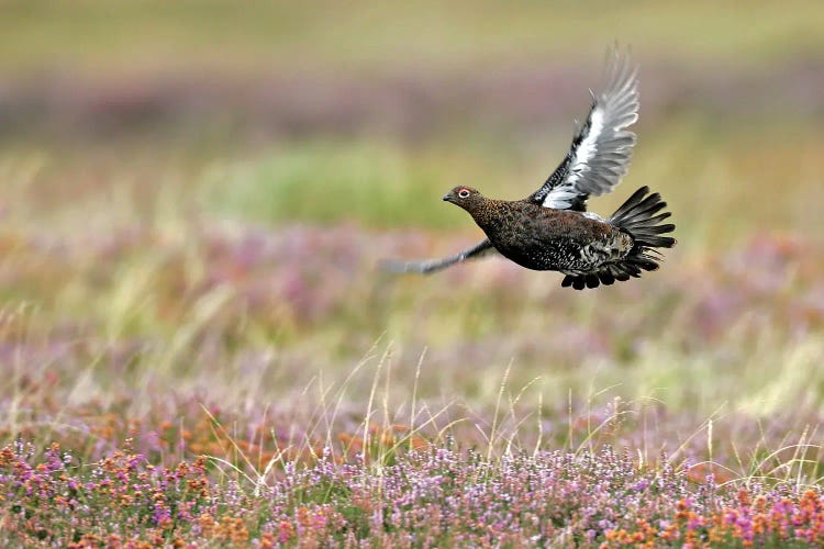 Red Grouse Uk