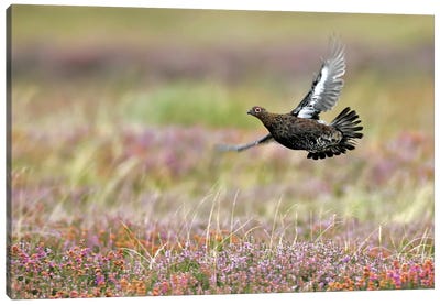 Red Grouse Uk Canvas Art Print - Miguel Lasa