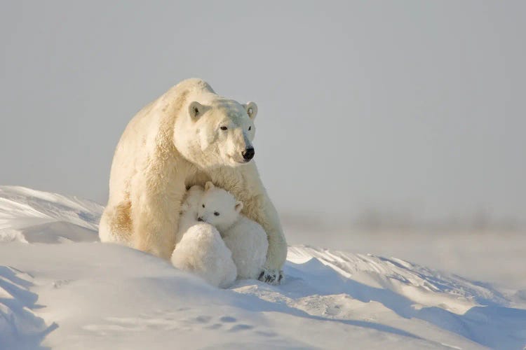 Polar Bear Cubs II