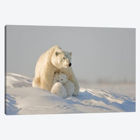 Polar Bear Cubs II Canvas Print #MIU2} by Miguel Lasa Canvas Print