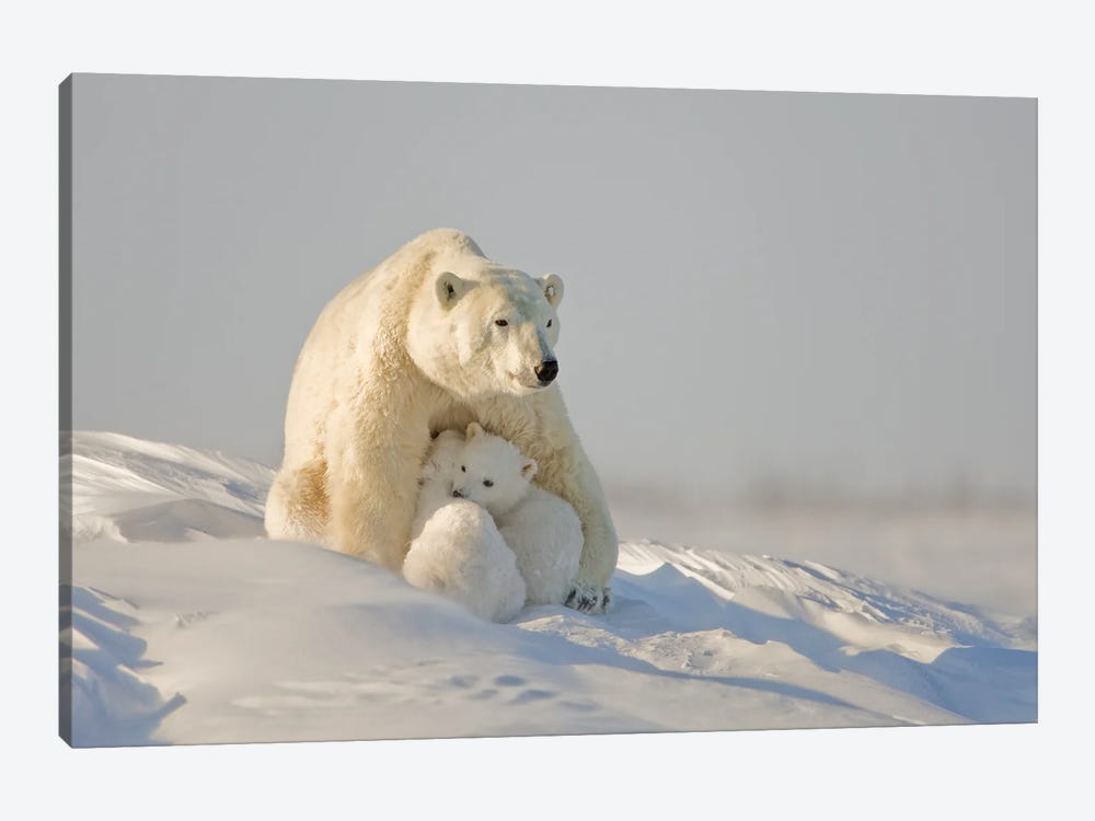 Polar Bear Cubs II by Miguel Lasa 1-piece Canvas Print