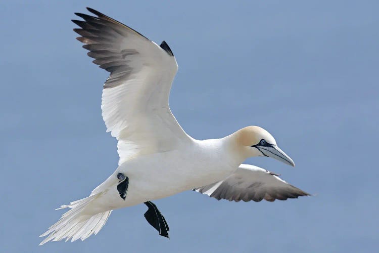 Gannet Uk III