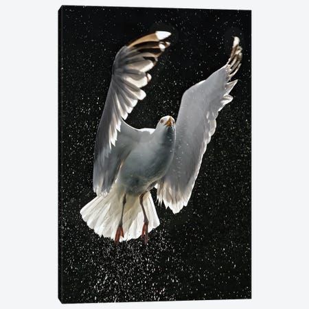 Gull Norway Canvas Print #MIU35} by Miguel Lasa Canvas Art Print